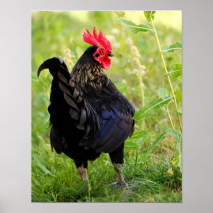 Fighting Rooster Poster