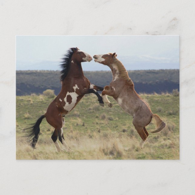 Fighting Stallions, Steens Mountains, Oregon Postcard (Front)
