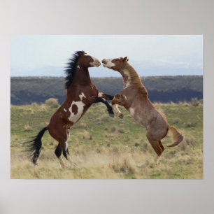 Fighting Stallions, Steens Mountains, Oregon Poster
