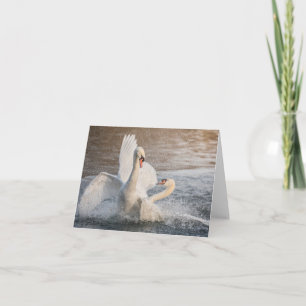 Fighting Swans Card