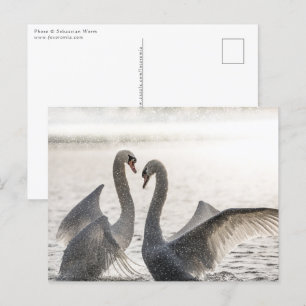 Fighting Swans Nature Photo Postcard
