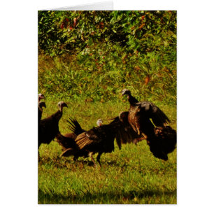 Fighting Wild Turkeys in The Smoky Mountains