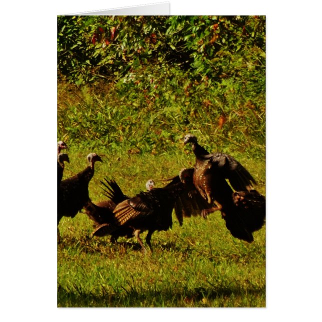 Fighting Wild Turkeys in The Smoky Mountains (Front)