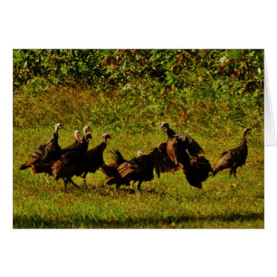 Fighting Wild Turkeys in The Smoky Mountains