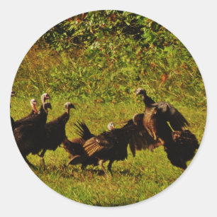 Fighting Wild Turkeys in The Smoky Mountains Classic Round Sticker