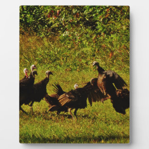 Fighting Wild Turkeys in The Smoky Mountains Plaque