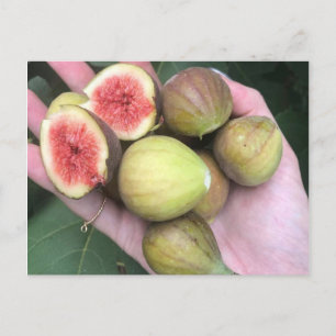 Figs Postcard