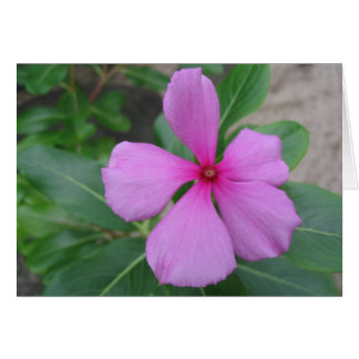 Fiji Floral