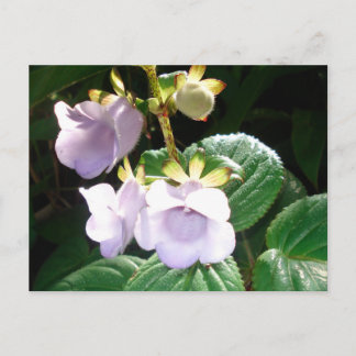 Fiji Purple Orchid Postcard