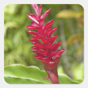 Fiji, Viti Levu Island. Flower. Square Sticker