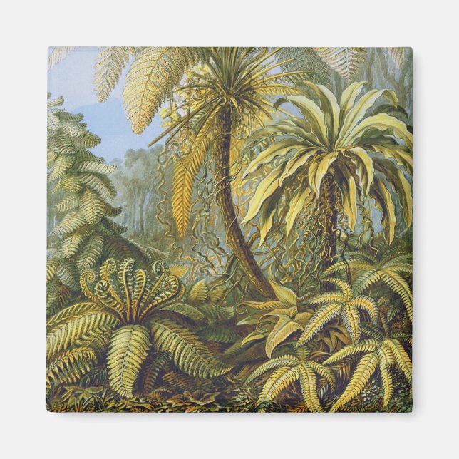 Filicinae (Ferns), Ernst Haeckel Fine Art Magnet (Front)
