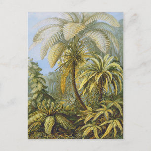 Filicinae (Ferns), Ernst Haeckel Fine Art Postcard