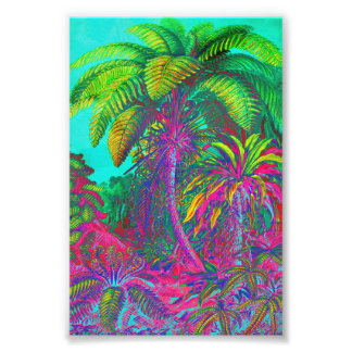 Filicinae Trees and Ferns Photo Print