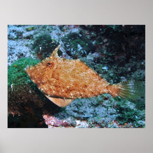 Filipino Filefish Poster (Front)