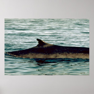 Fin whale poster
