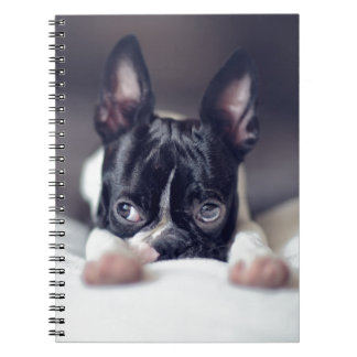 Fina the Boston Terrier Spiral Notebook