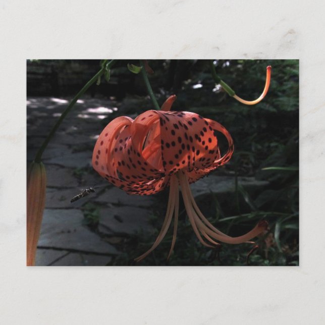 Final Approach Postcard (Front)