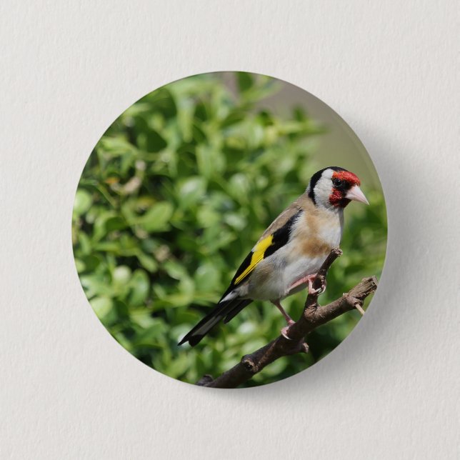FInch 6 Cm Round Badge (Front)