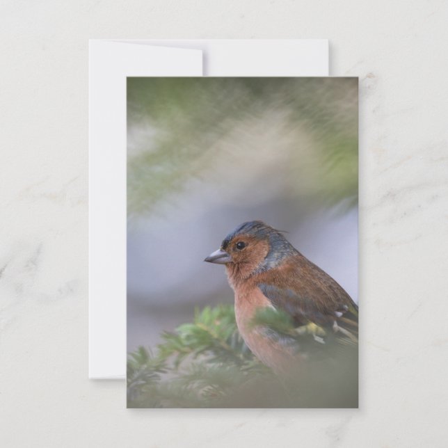 Finch Bird Nature Photo Card (Front)