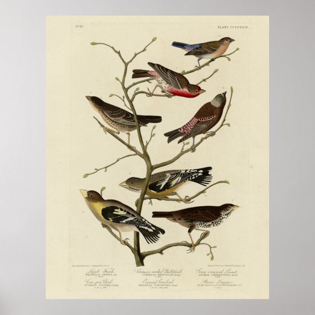 Finch, Bunting, Grosbeak, Audubon Birds of America Poster (Front)