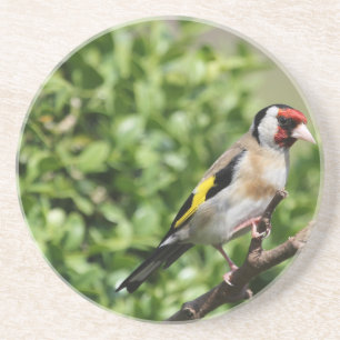 FInch Coaster