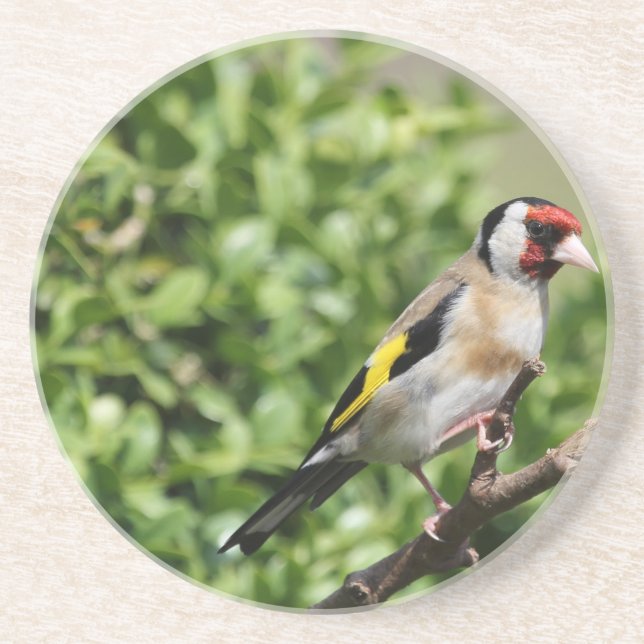 FInch Coaster (Front)