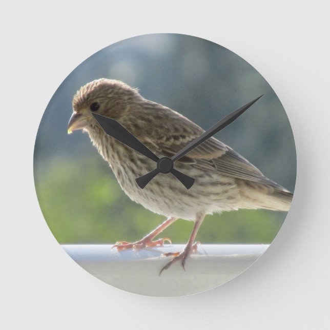 Finch in the Morning Sun. Round Clock (Front)