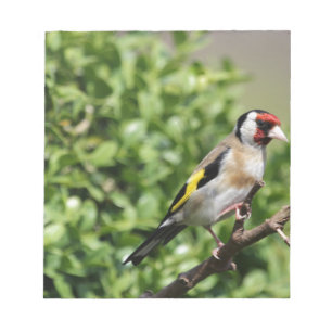 FInch Notepad