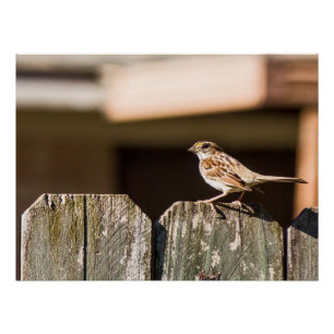 Finch on a fence poster