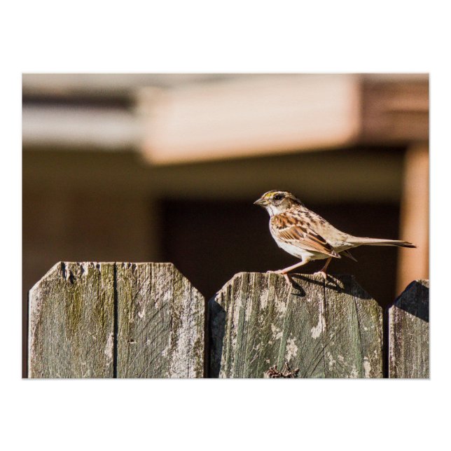 Finch on a fence poster (Front)