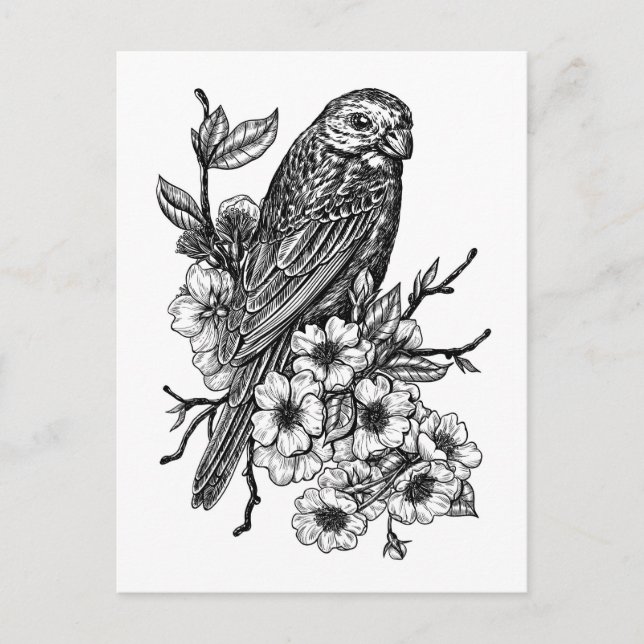 Finch on cherry branch postcard (Front)