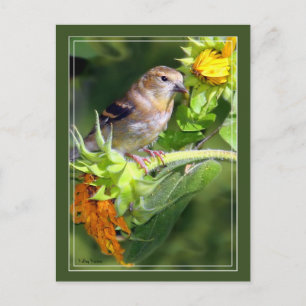 Finch On Sunflowers Postcard