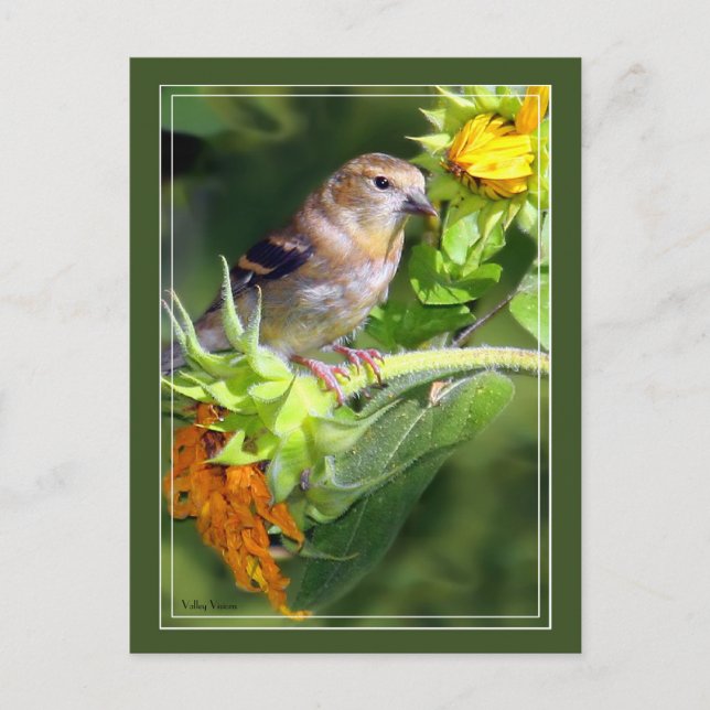 Finch On Sunflowers Postcard (Front)