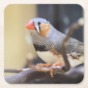 Finch Square Paper Coaster