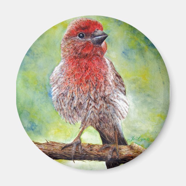 Finchy Magnet (Front)