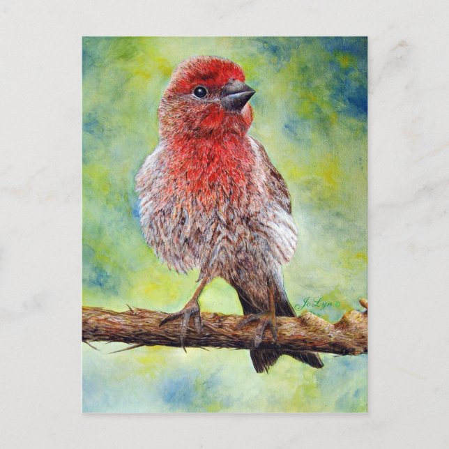 Finchy Post Card (Front)