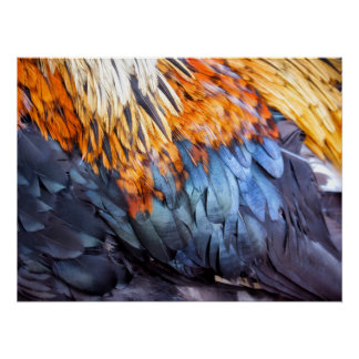 Fine Art Feather Poster