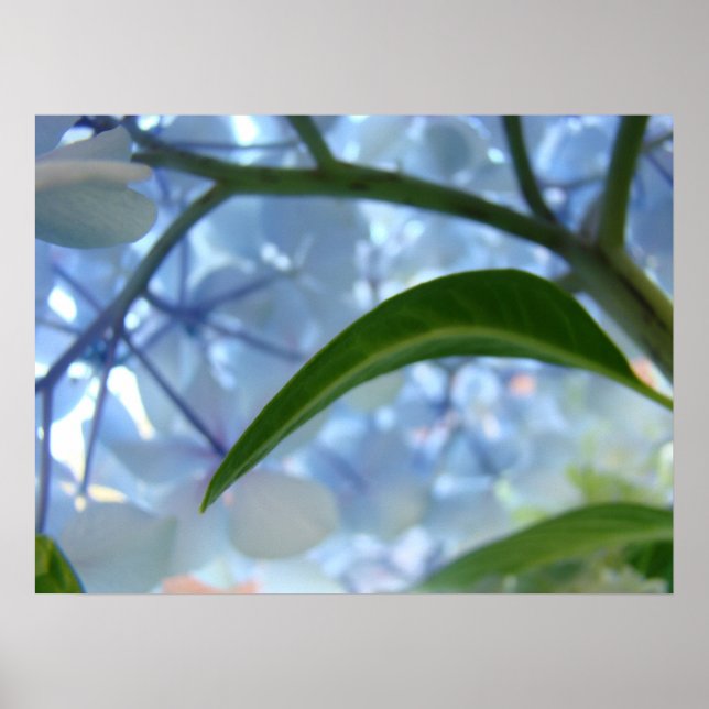 Fine Art Floral Blue Hydrangea Flowers Prints (Front)