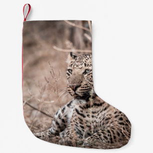 Fine art image of Huge wild male leopard or panthe Small Christmas Stocking