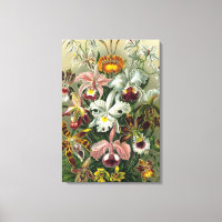 Fine Art Orchids - Art Forms of Nature