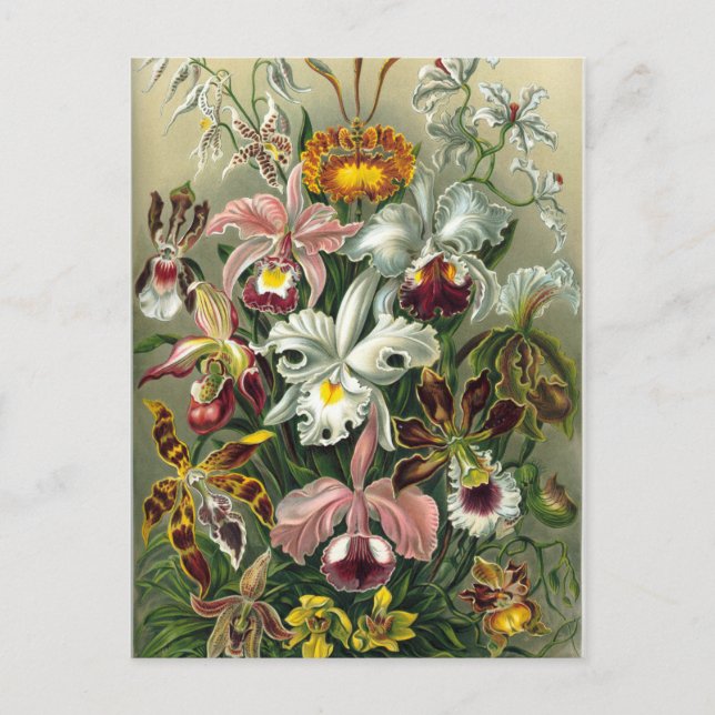 Fine Art Orchids - Art Forms of Nature Postcard (Front)