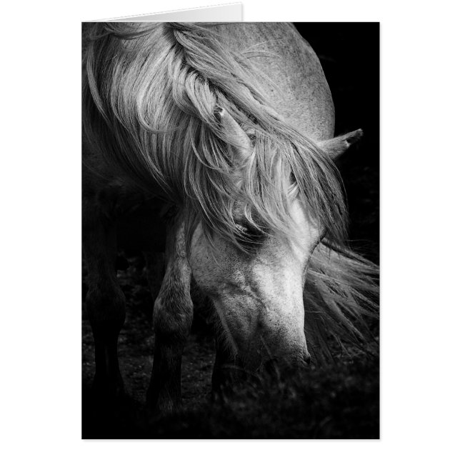 Fine Art Pony Head and Mane blank notelet / card (Front)