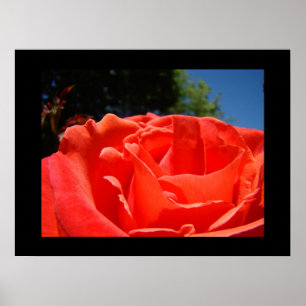 Fine Art Prints Red Rose Flower Roses Garden