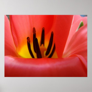 Fine Art Prints Red Tulip Flowers Floral Spring