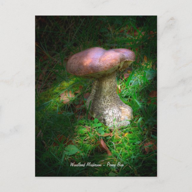Fine Art, Woodland Mushroom - Penny Bun, Porcino Postcard (Front)