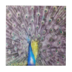 Fine Feather Peacock Mating Plumage Tile