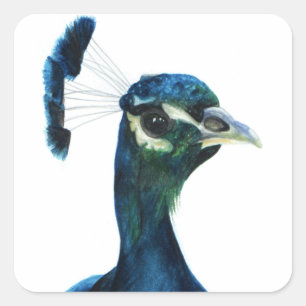 Fine Feathers Square Sticker