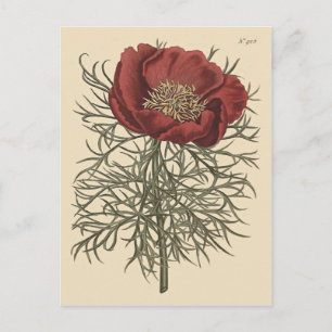 Fine Leaved Peony Botanical Illustration Postcard