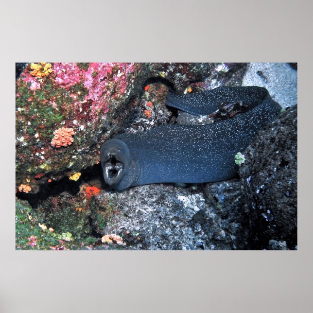 Finespotted Moray Poster (Front)
