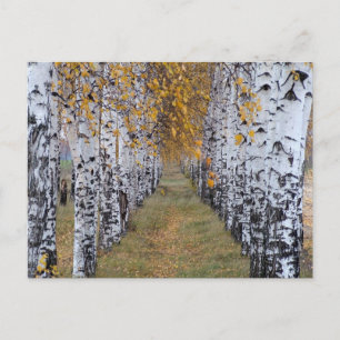 Finland Birch Forest Postcard